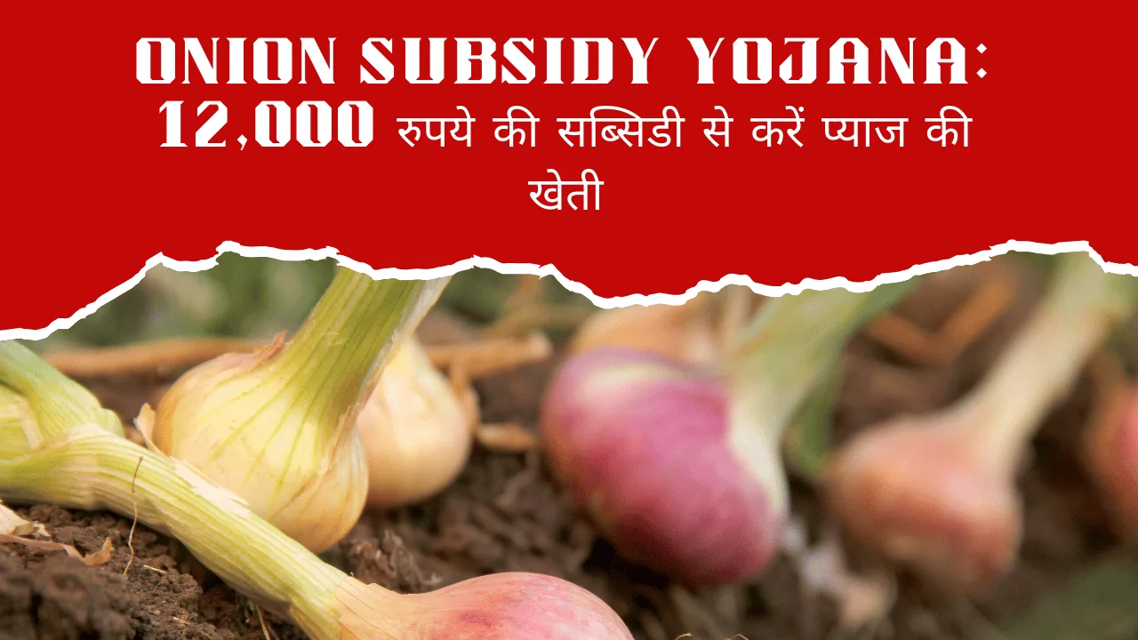 Onion Subsidy Yojana